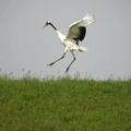 Red-crowned Crane, Zhalong Nature Reserve, Heilongjiang, China
